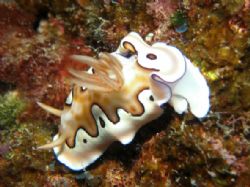 Nudi at lighthouse bommey GBR by Andy Thirlwell 